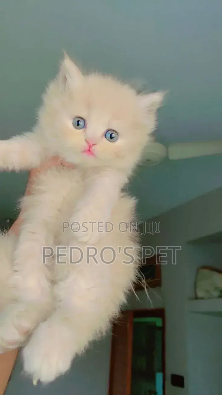 1-3 months Female Purebred Persian