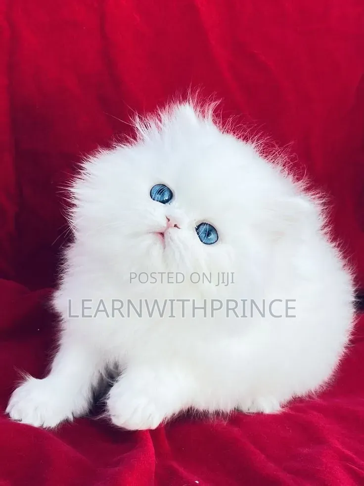 1-3 months Male Purebred Persian