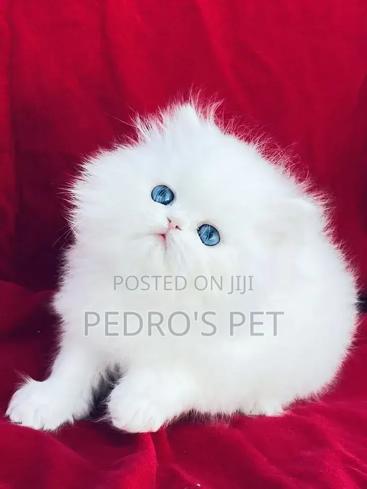 1-3 months Male Purebred Persian