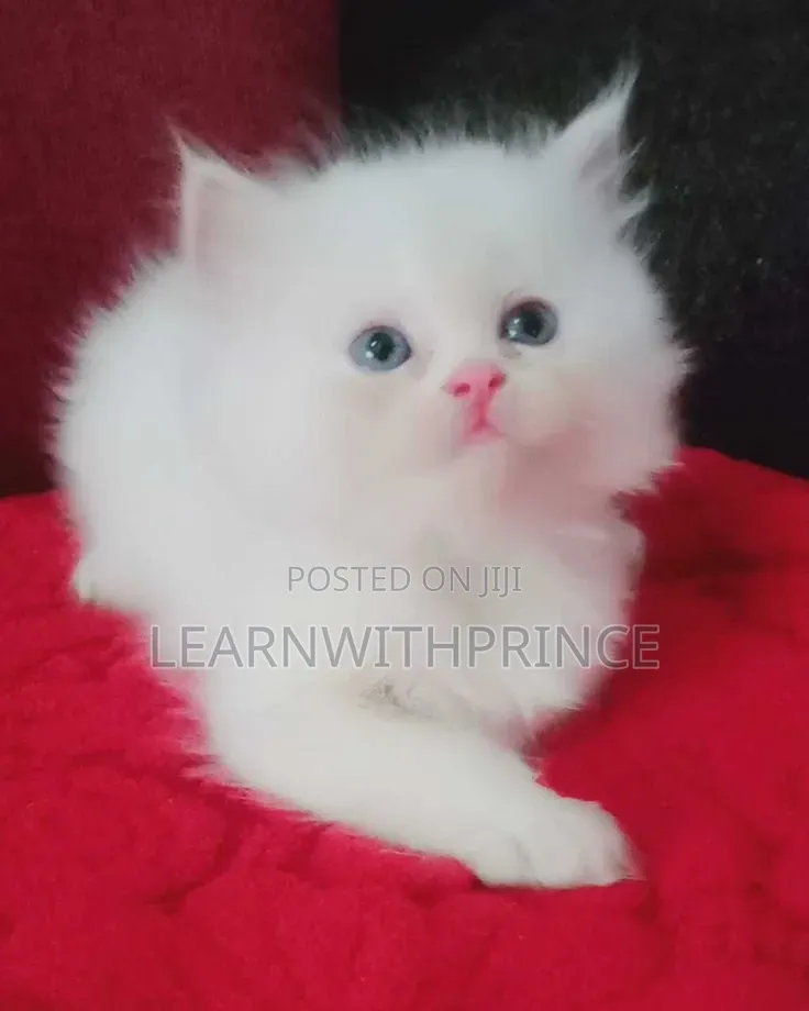1-3 months Female Purebred Persian