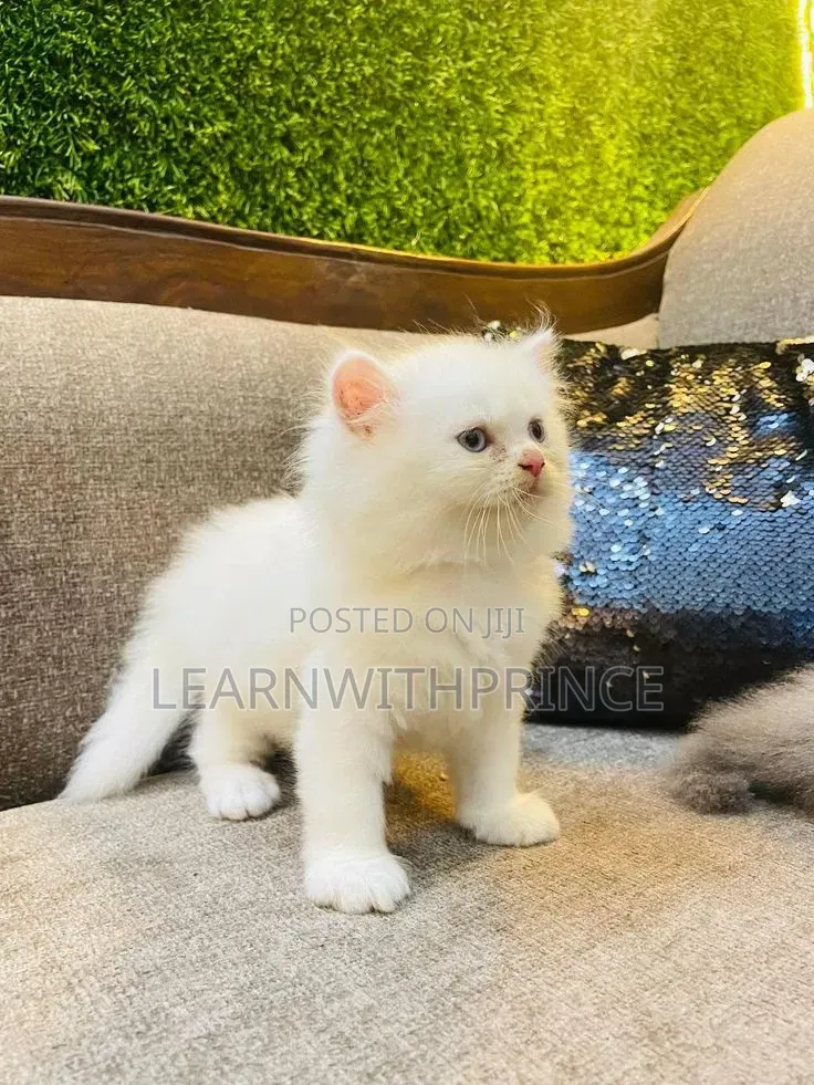 1-3 months Female Purebred Persian