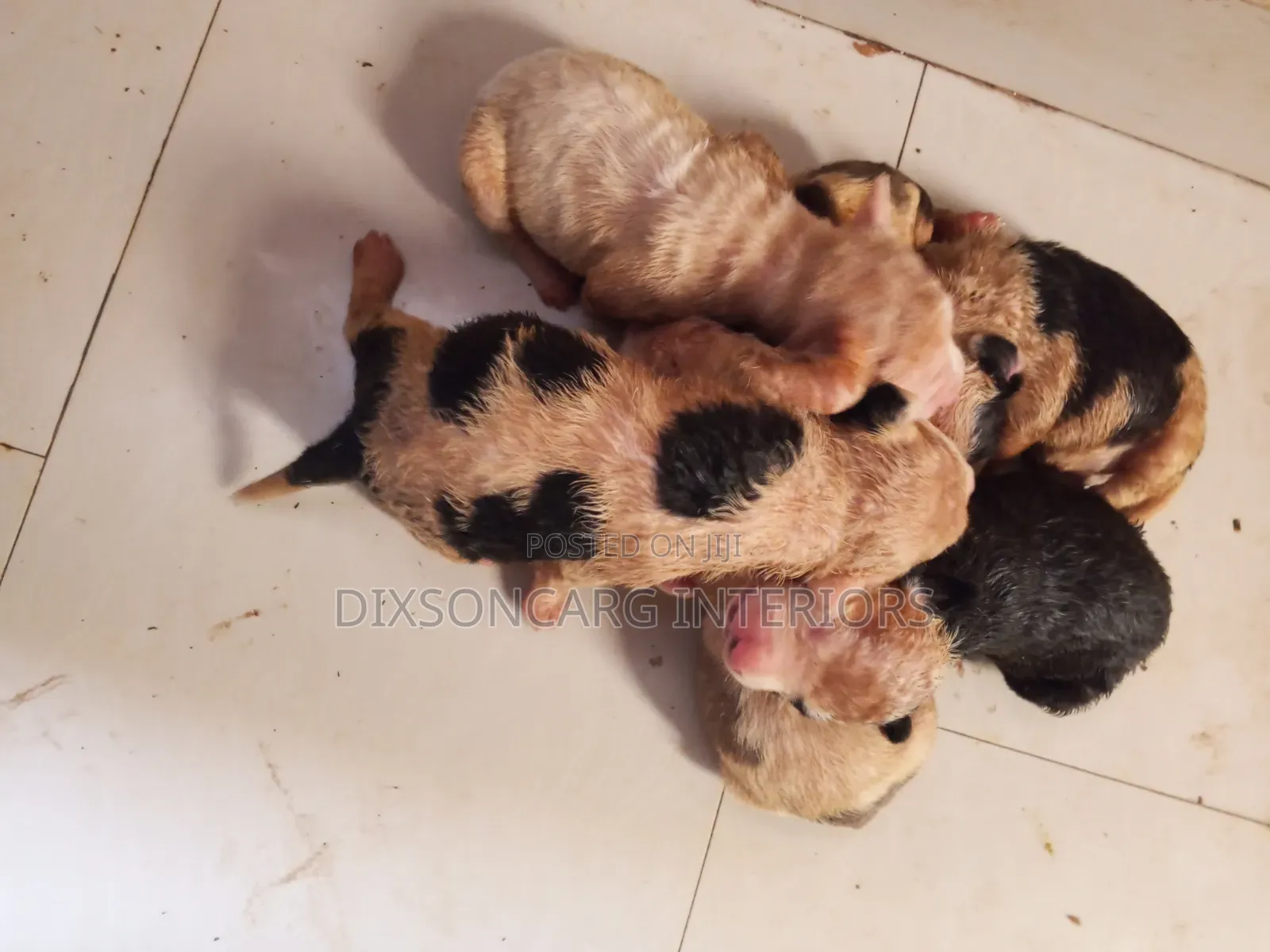 0-1 month Female Purebred American Pit Bull Terrier
