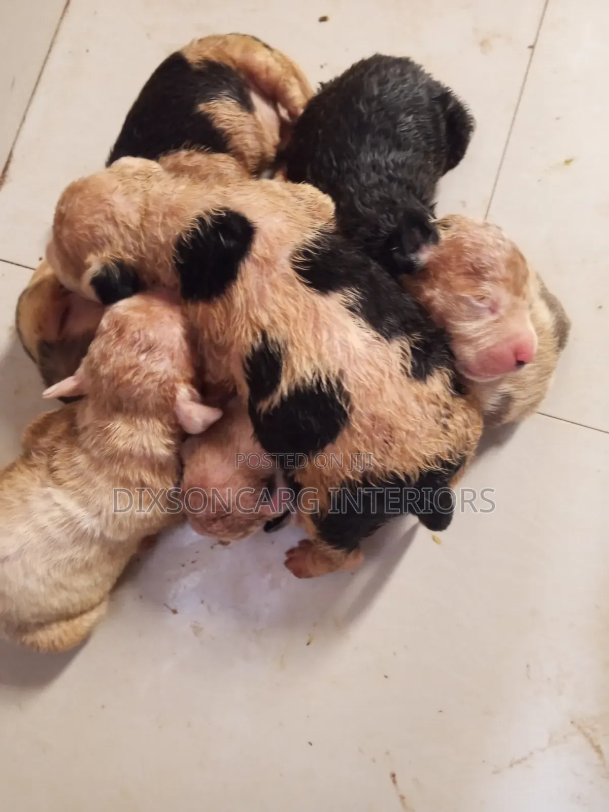 0-1 month Female Purebred American Pit Bull Terrier