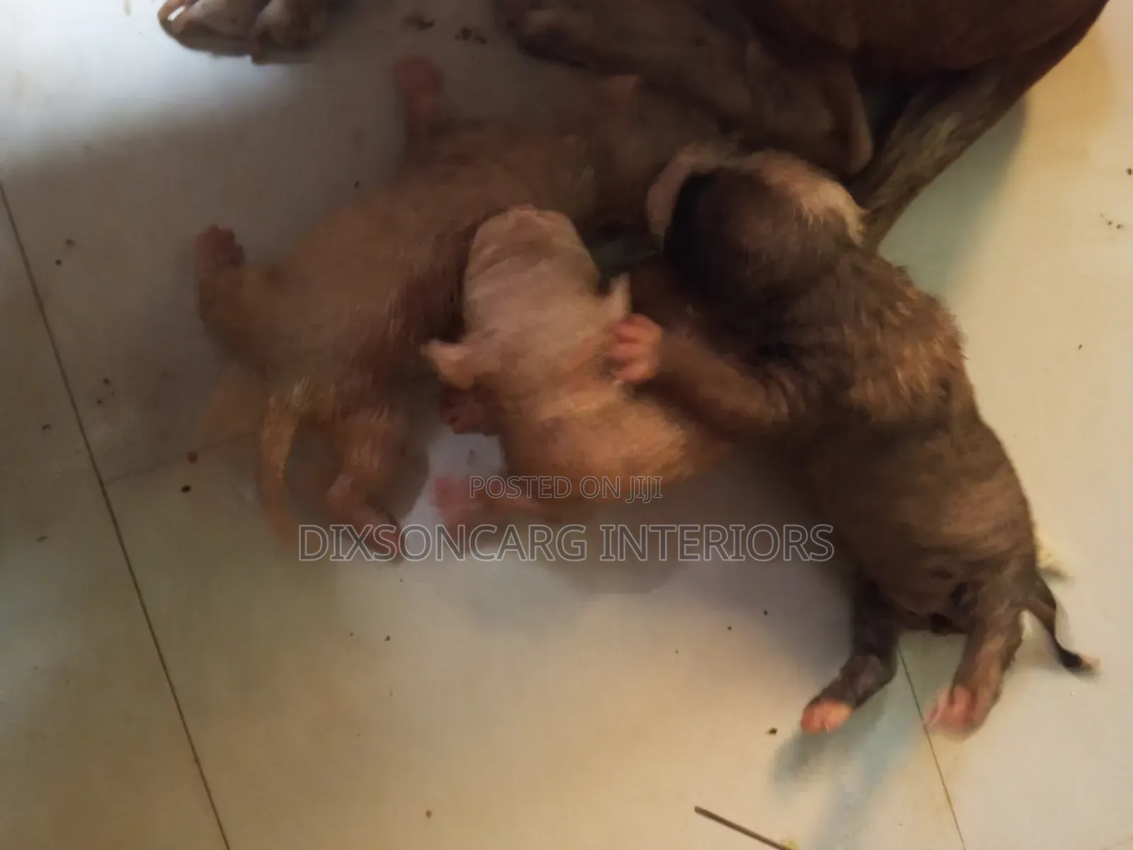 0-1 month Female Purebred American Pit Bull Terrier
