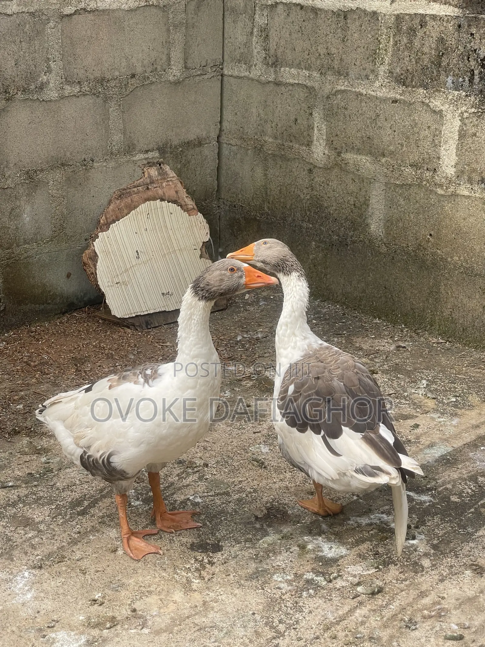 Giant Geese