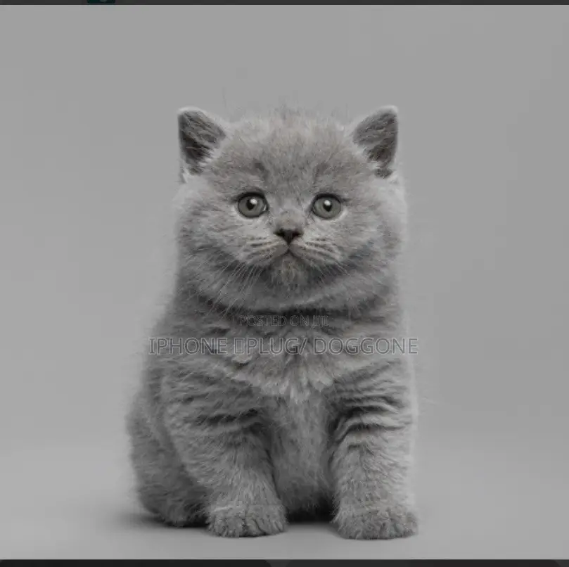 1-3 months Male Purebred British Shorthair