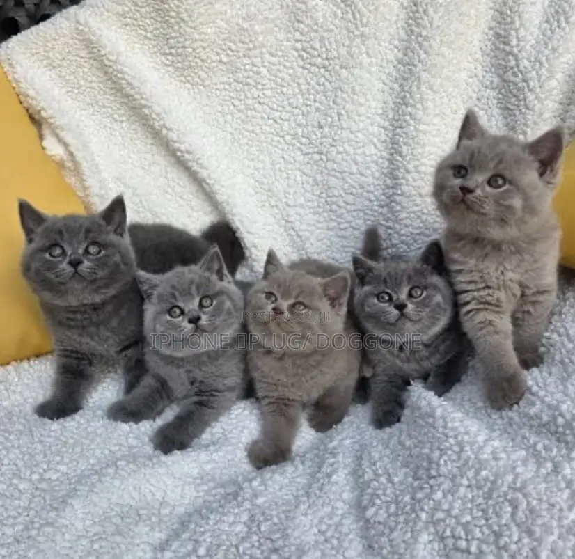 1-3 months Male Purebred British Shorthair