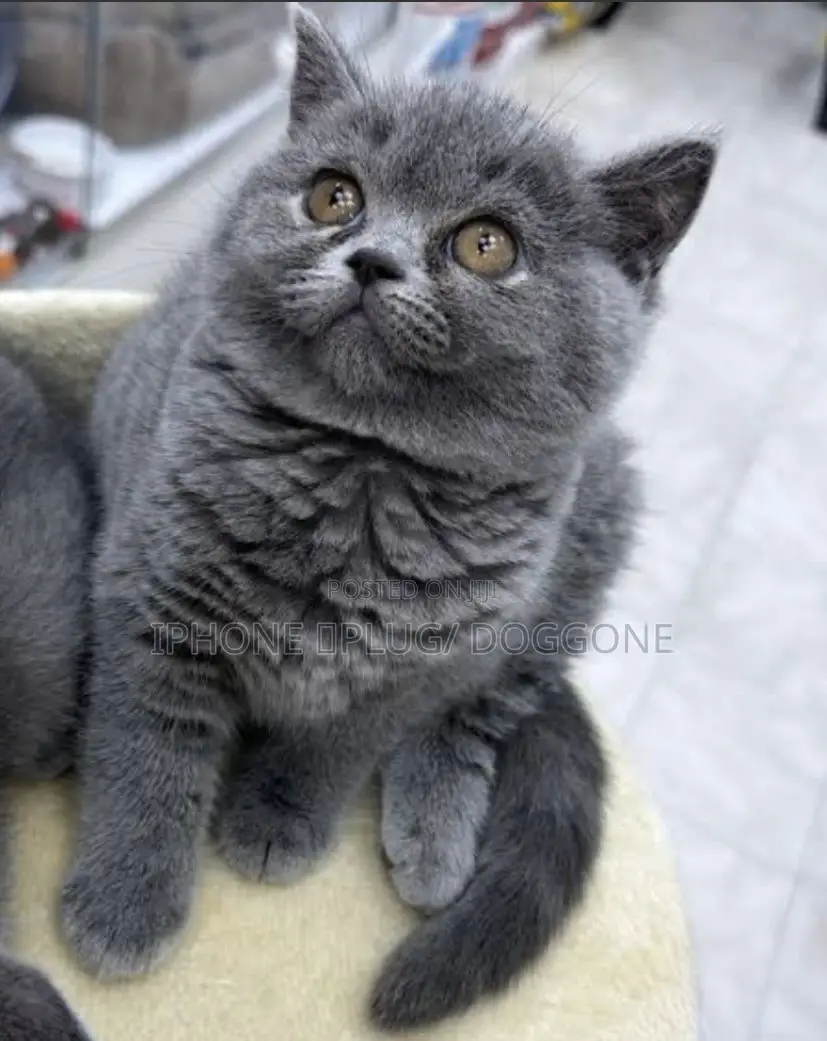 1-3 months Male Purebred British Shorthair
