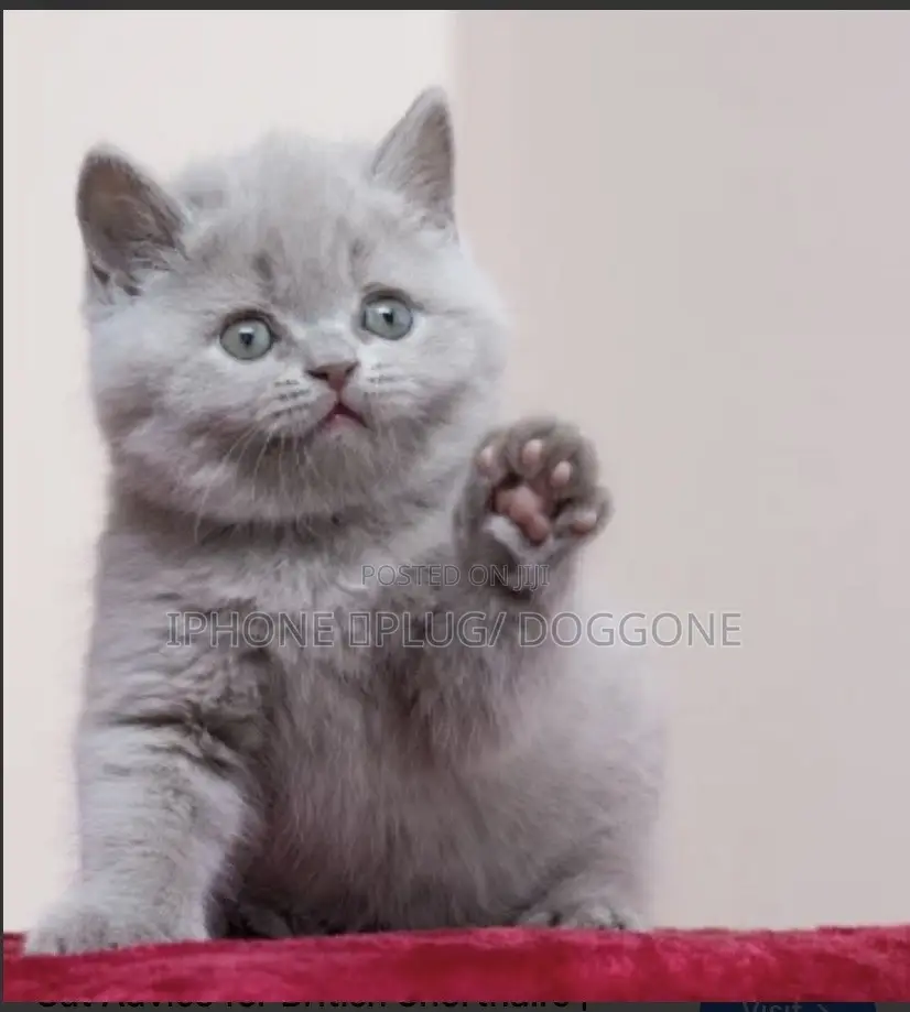 1-3 months Male Purebred British Shorthair