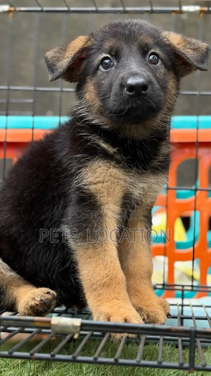 1-3 months Female Purebred German Shepherd