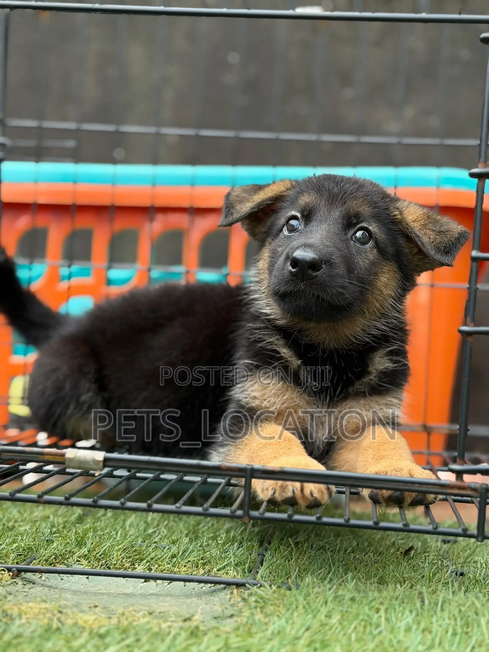 1-3 months Female Purebred German Shepherd