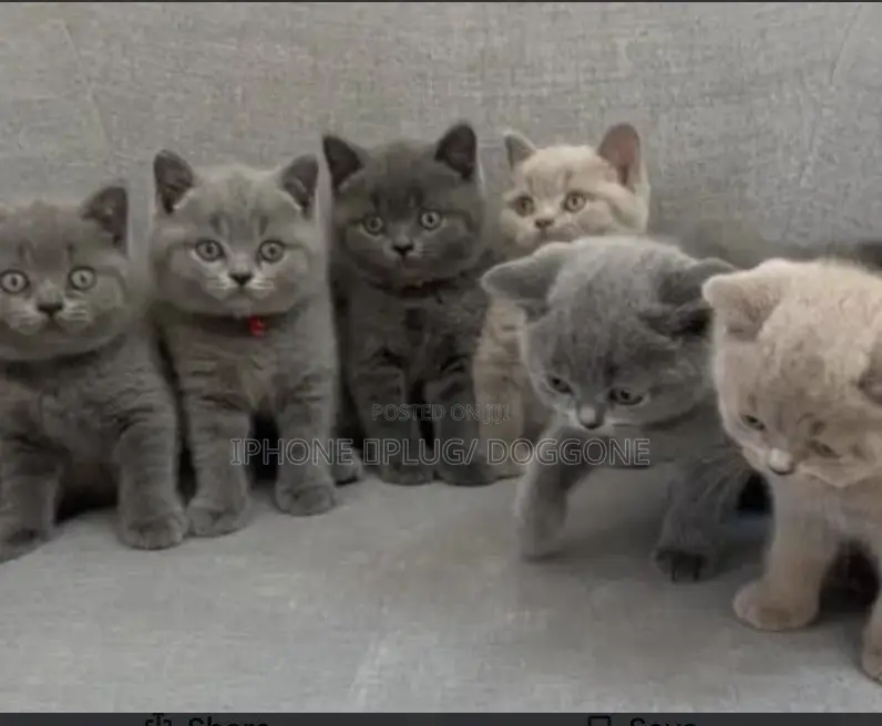 1-3 months Female Purebred British Shorthair