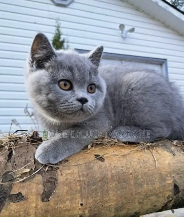 1-3 months Female Purebred British Shorthair