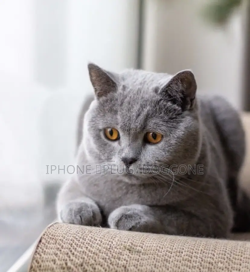 1-3 months Female Purebred British Shorthair