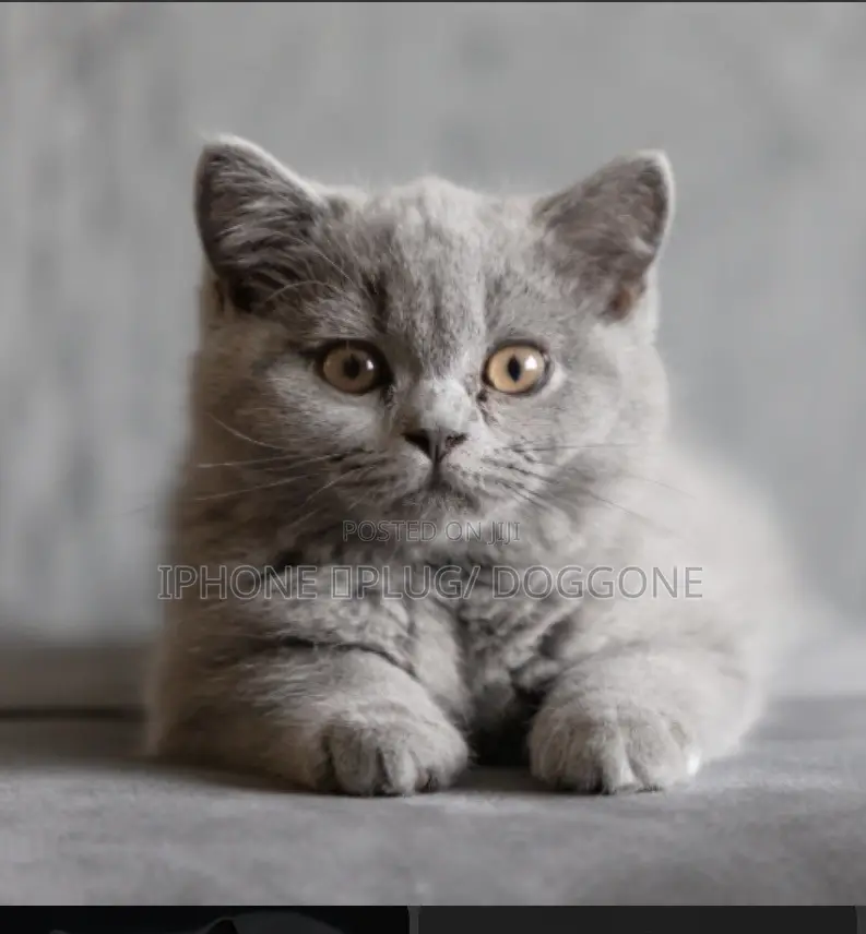 1-3 months Female Purebred British Shorthair