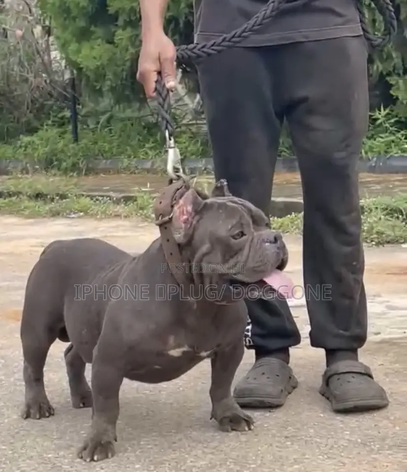 1+ year Male Purebred American Bully