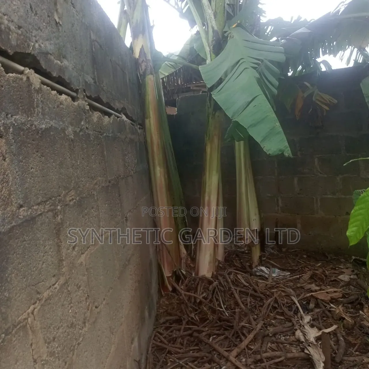 Forest Brew Potassium + ( Organic Fertilizer)