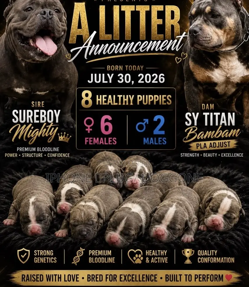 1+ year Male Purebred American Bully