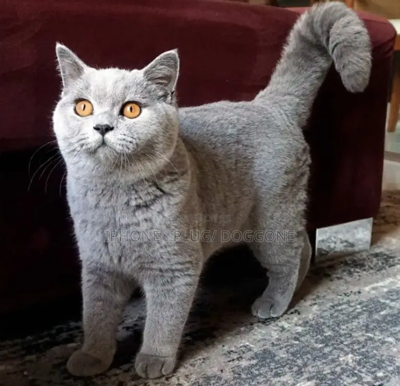 3-6 months Male Purebred British Shorthair