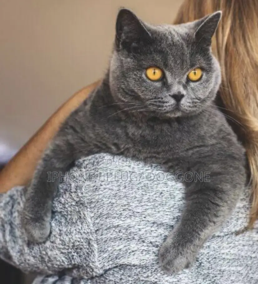 3-6 months Male Purebred British Shorthair