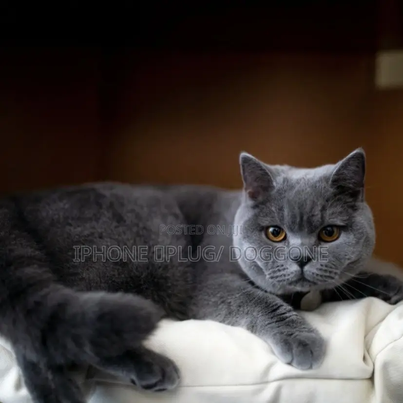 3-6 months Male Purebred British Shorthair