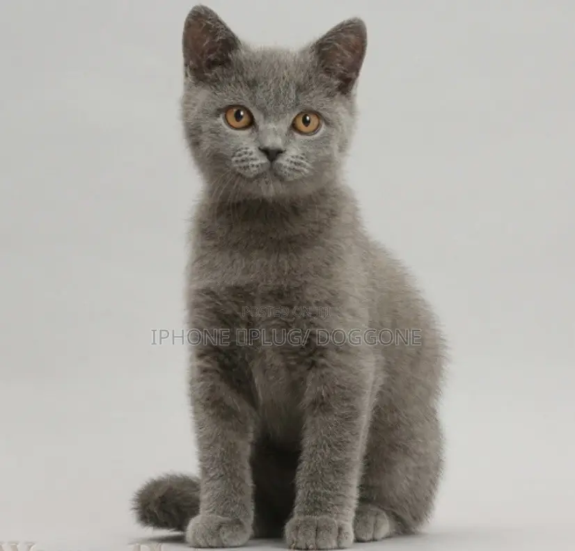 1-3 months Female Purebred British Shorthair