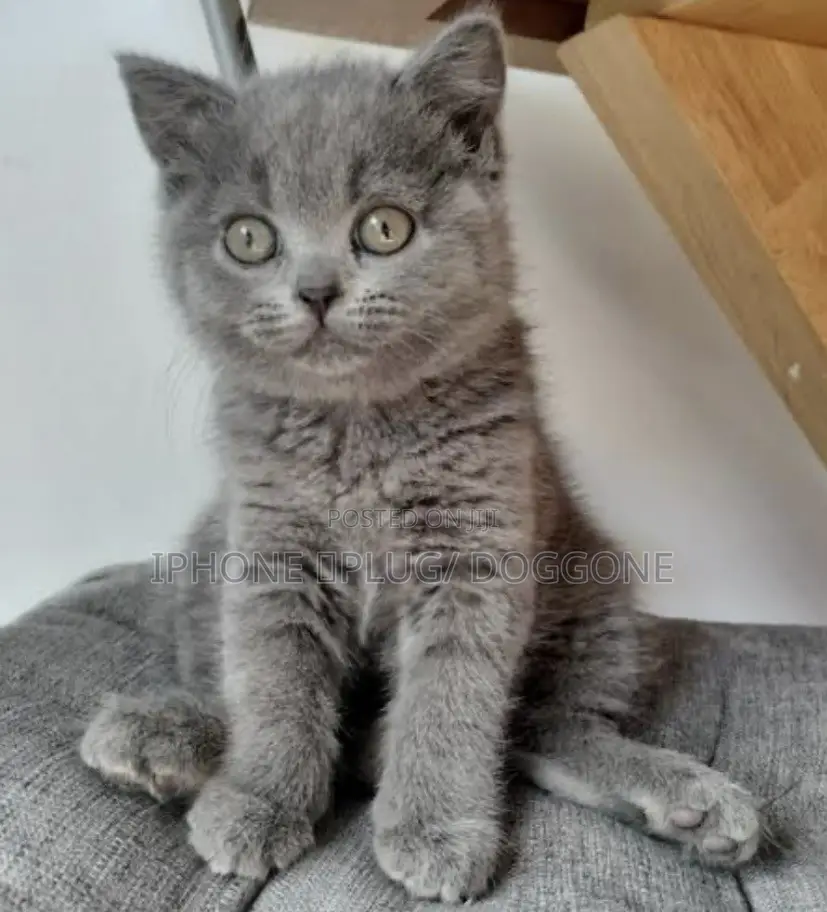 1-3 months Female Purebred British Shorthair
