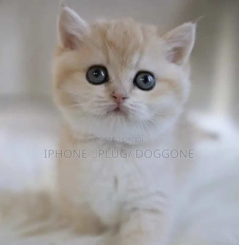 1-3 months Female Purebred British Shorthair