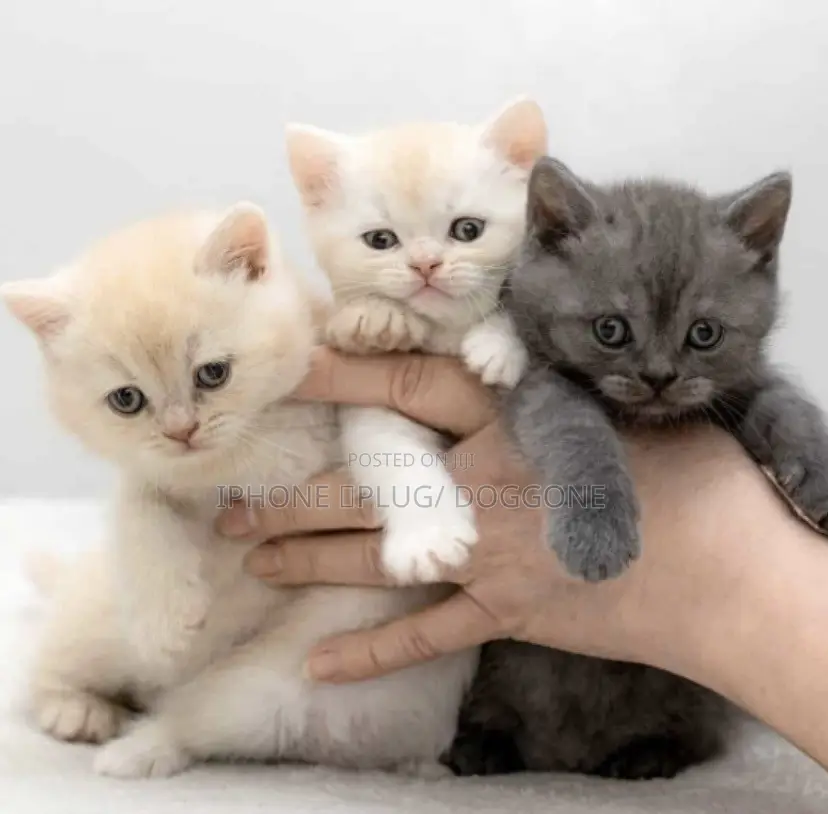 1-3 months Female Purebred British Shorthair