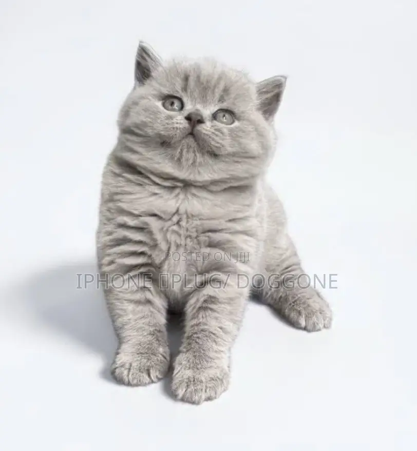 1-3 months Female Purebred British Shorthair