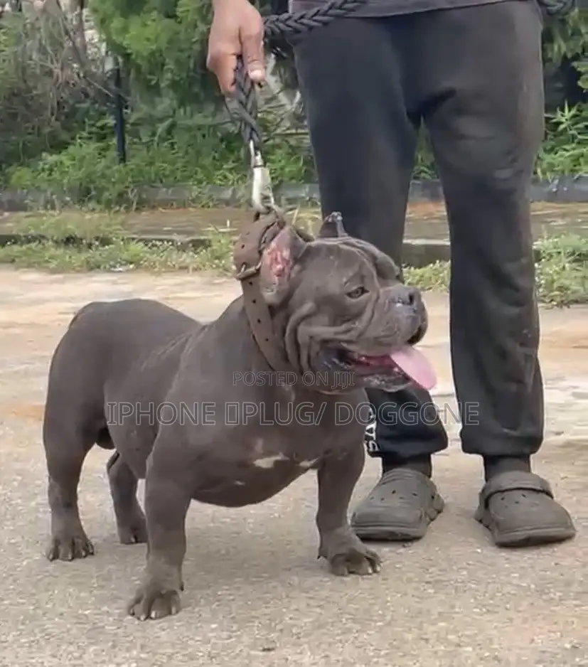 1+ year Male Purebred American Bully