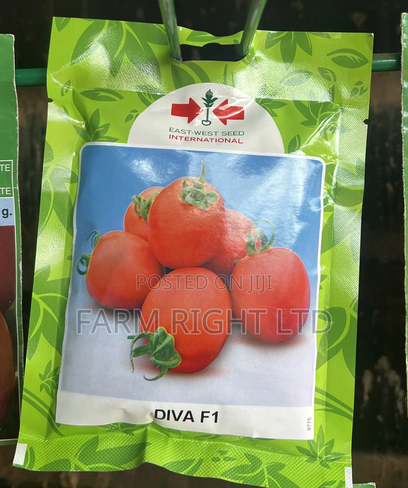 Hybrid Tomato Seeds (Diva F1 50grams )