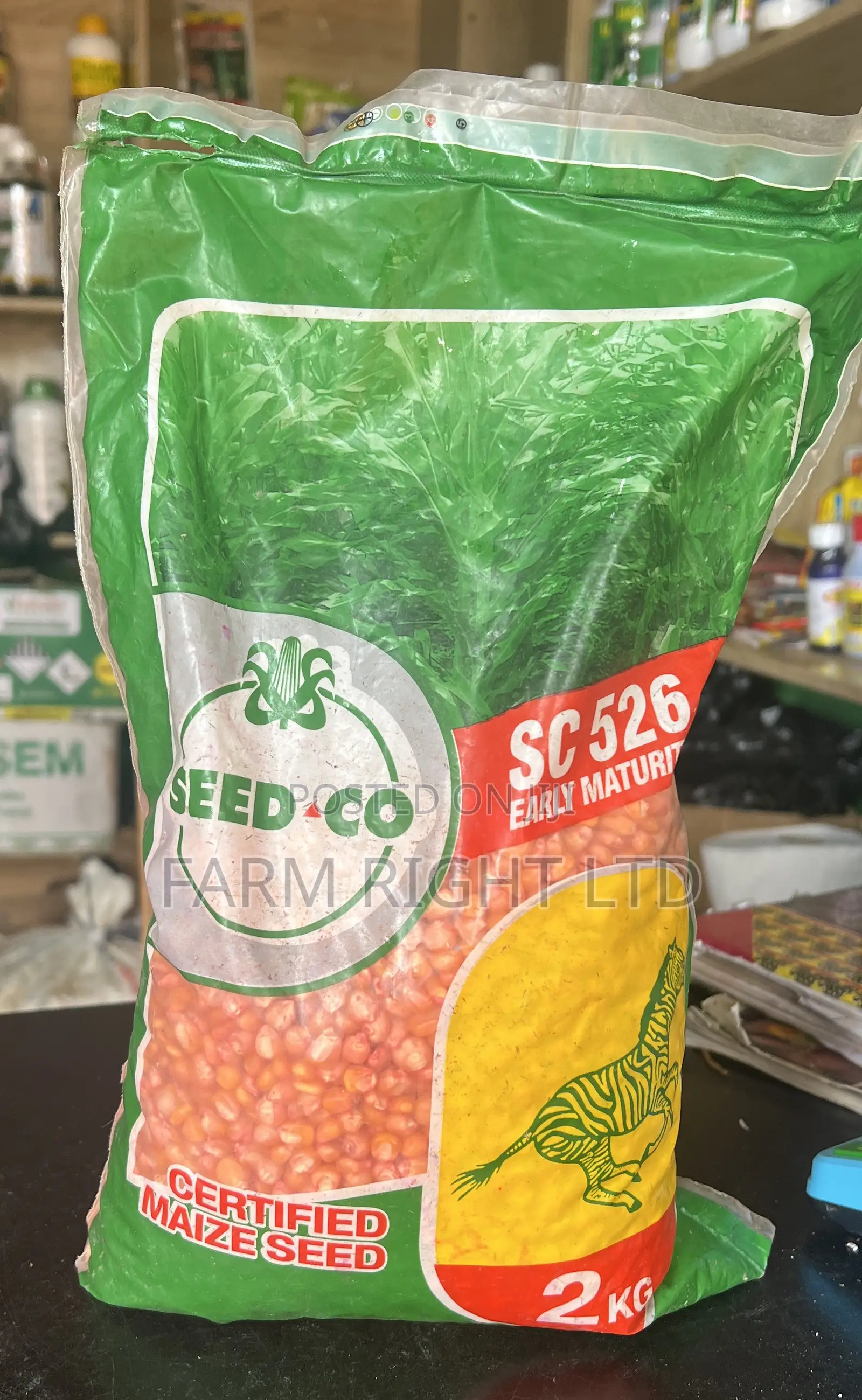 Hybrid Maize ( Seedco SC 526)