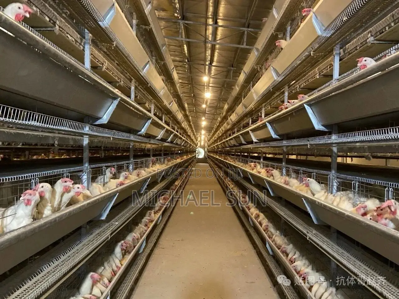 Battery Cages Chicken Farming Cage