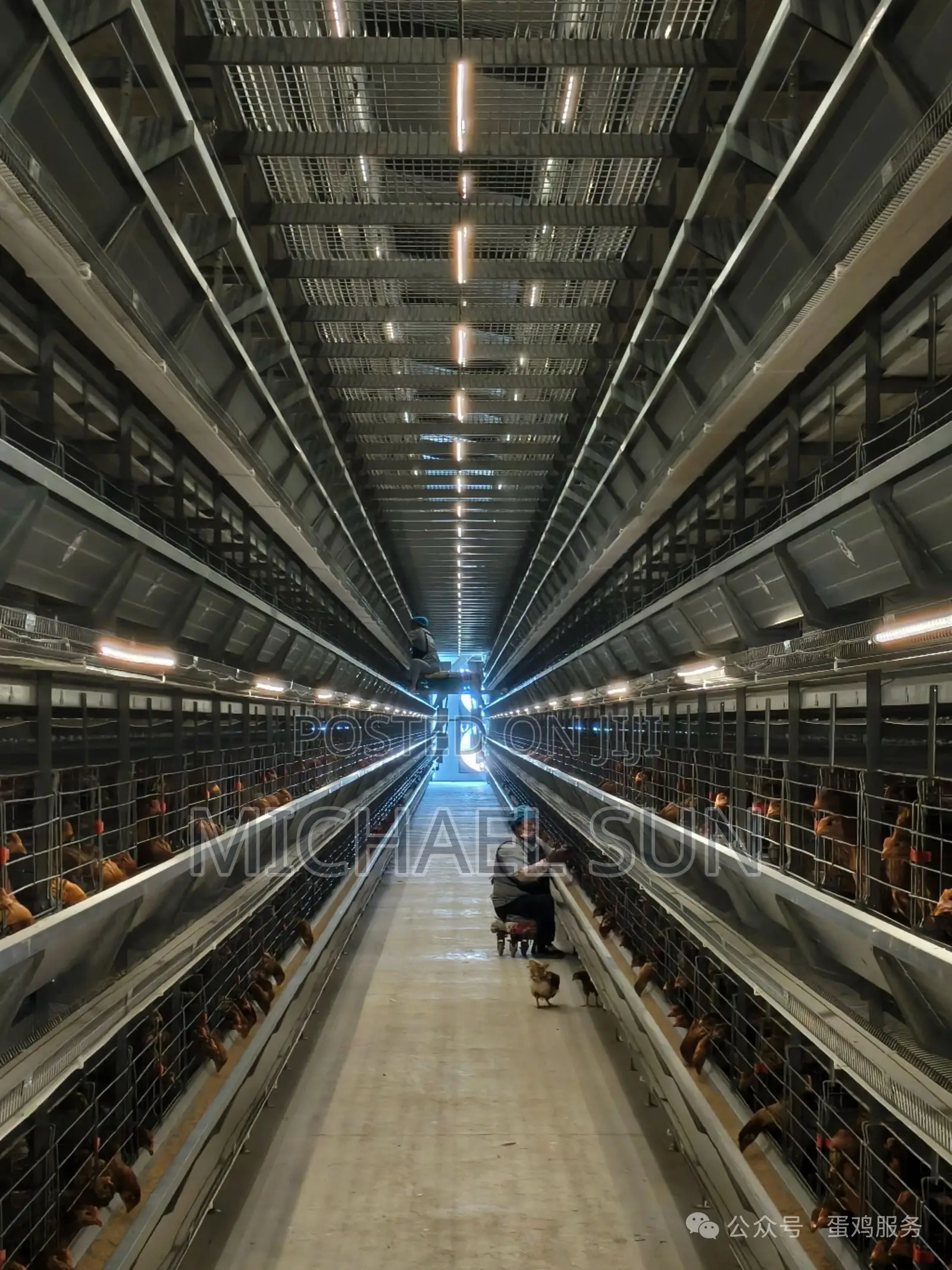 Battery Cages Chicken Farming Cage