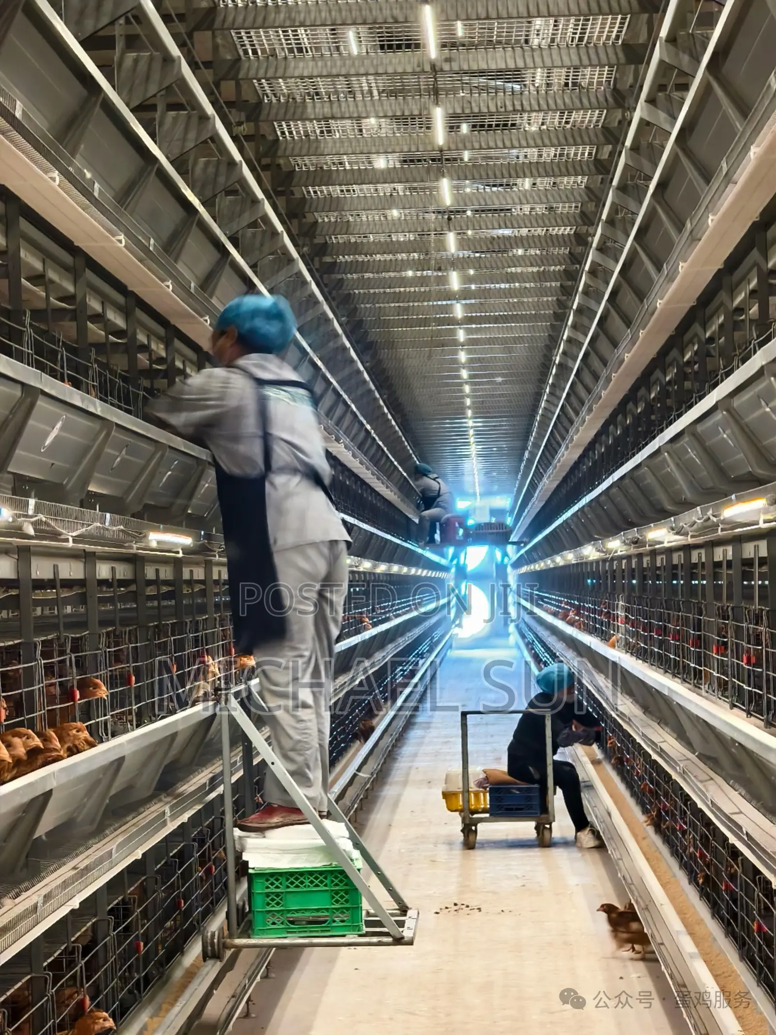 Battery Cages Chicken Farming Cage