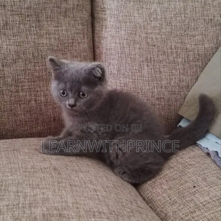 1-3 months Female Purebred British Shorthair
