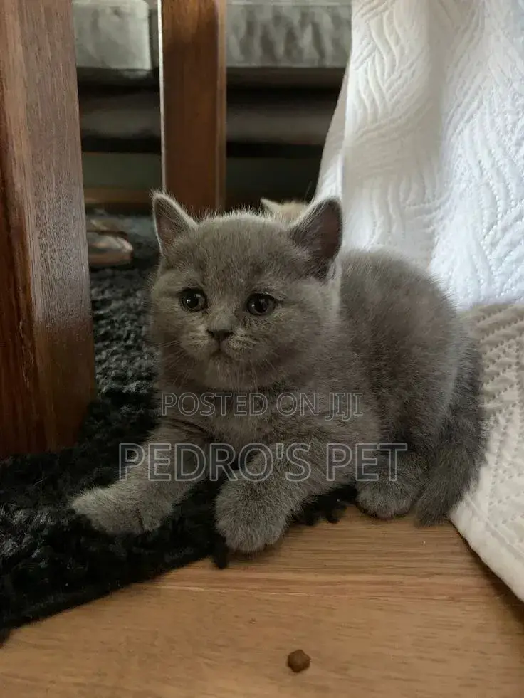 1-3 months Male Purebred British Shorthair