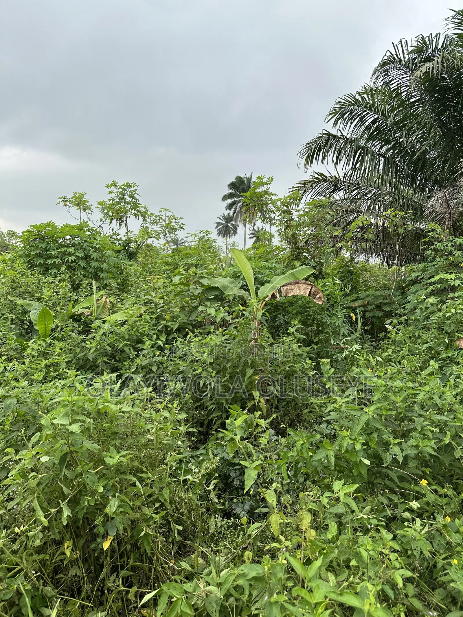 Agric Land for Sale