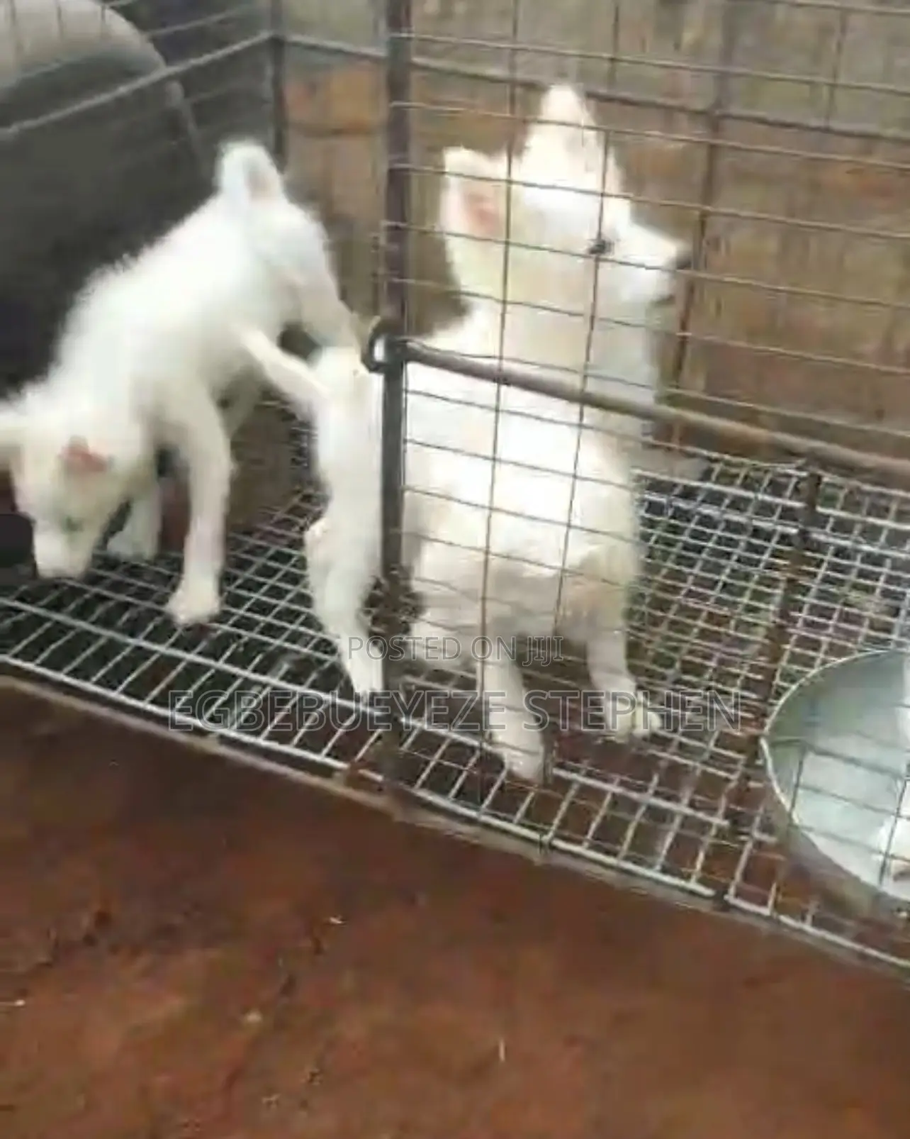 1-3 months Female Purebred American Eskimo