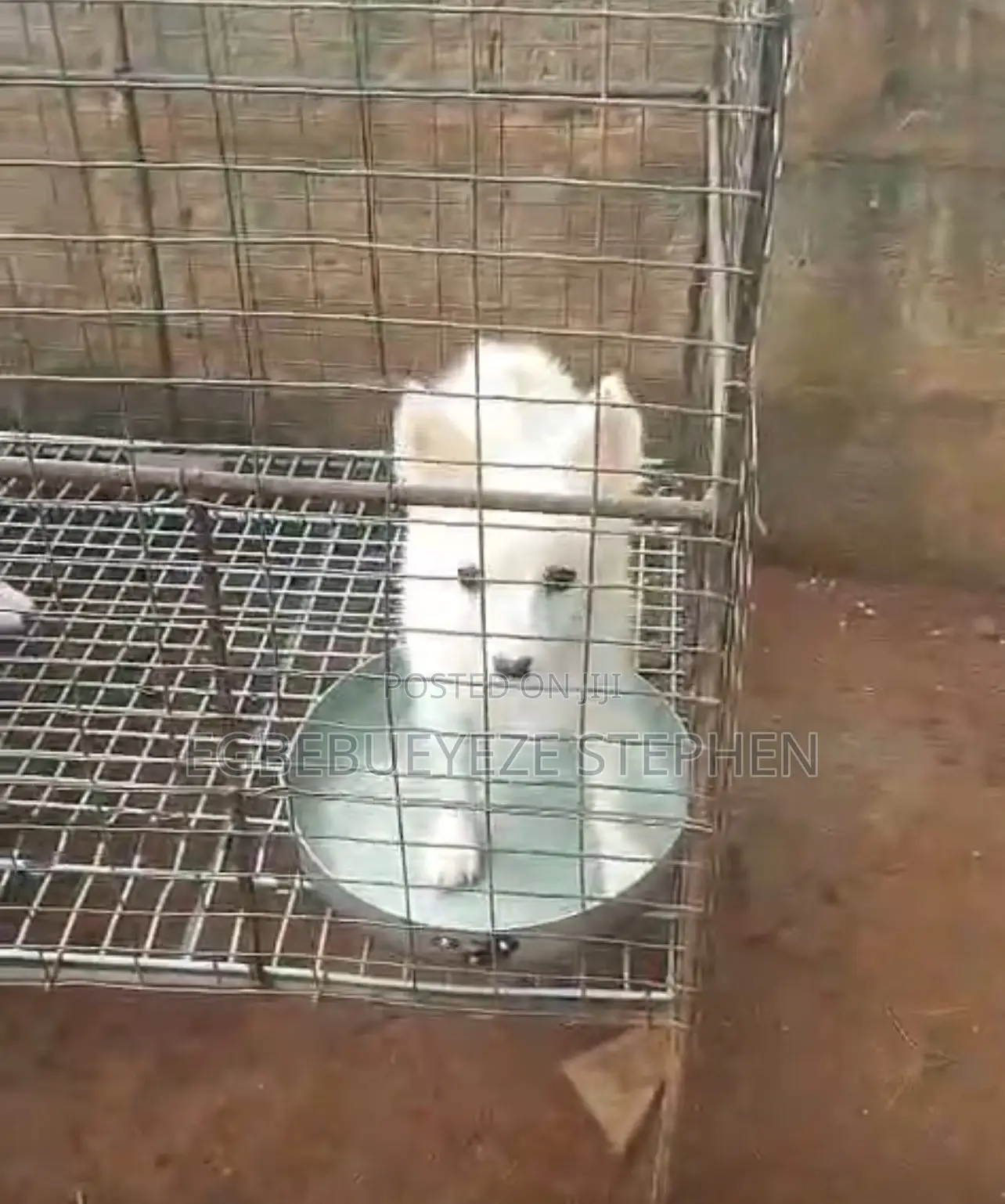 1-3 months Female Purebred American Eskimo