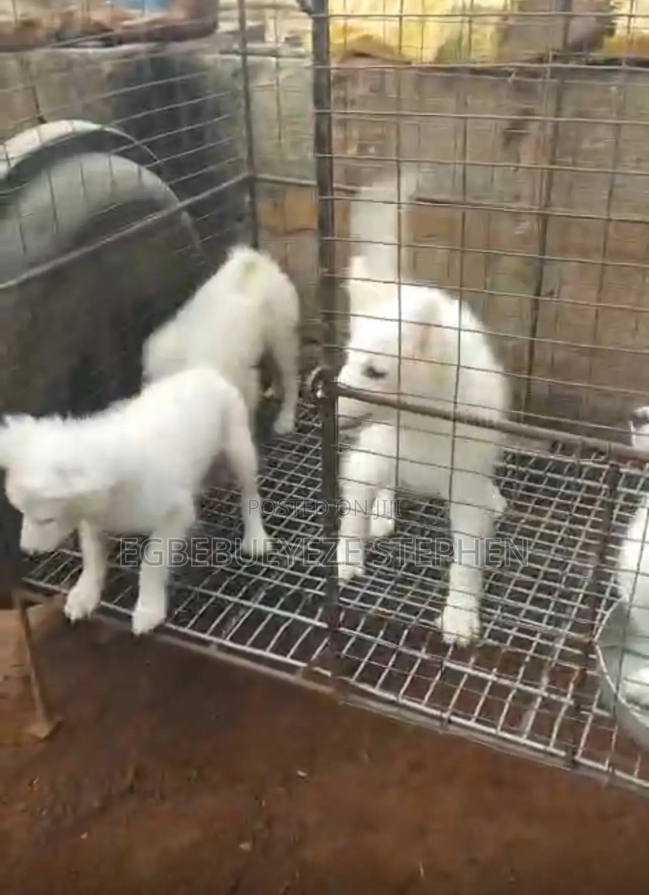 1-3 months Male Purebred American Eskimo