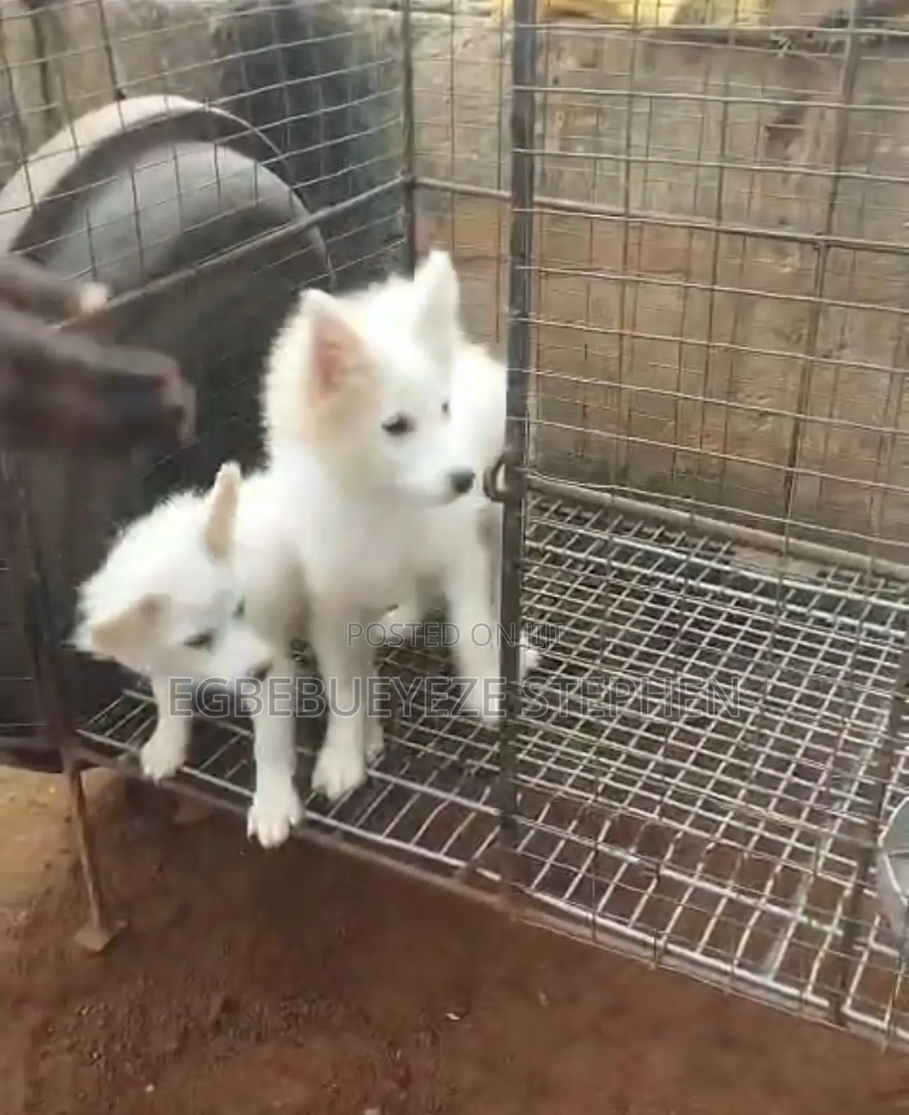 1-3 months Male Purebred American Eskimo