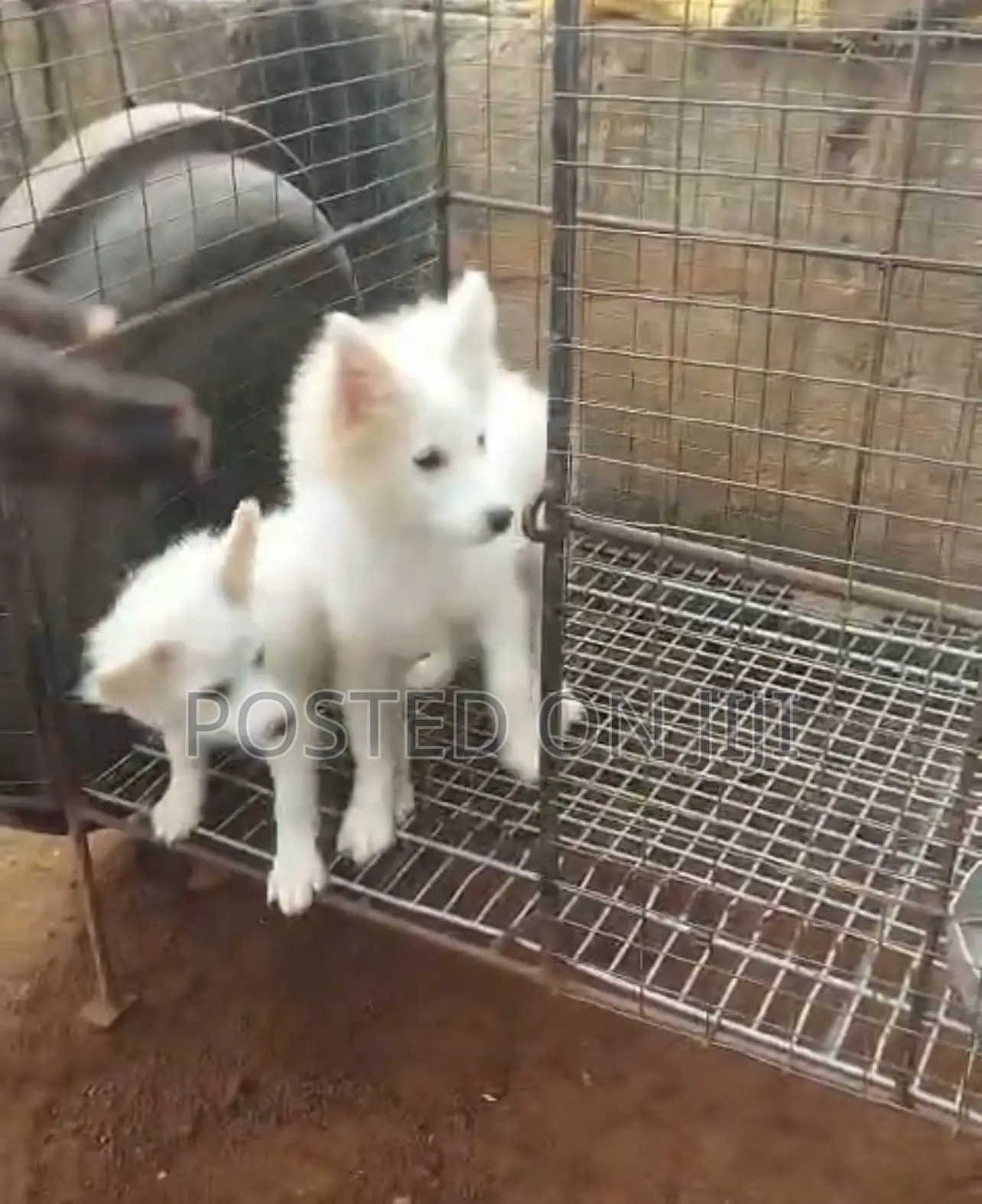 1-3 months Male Purebred American Eskimo