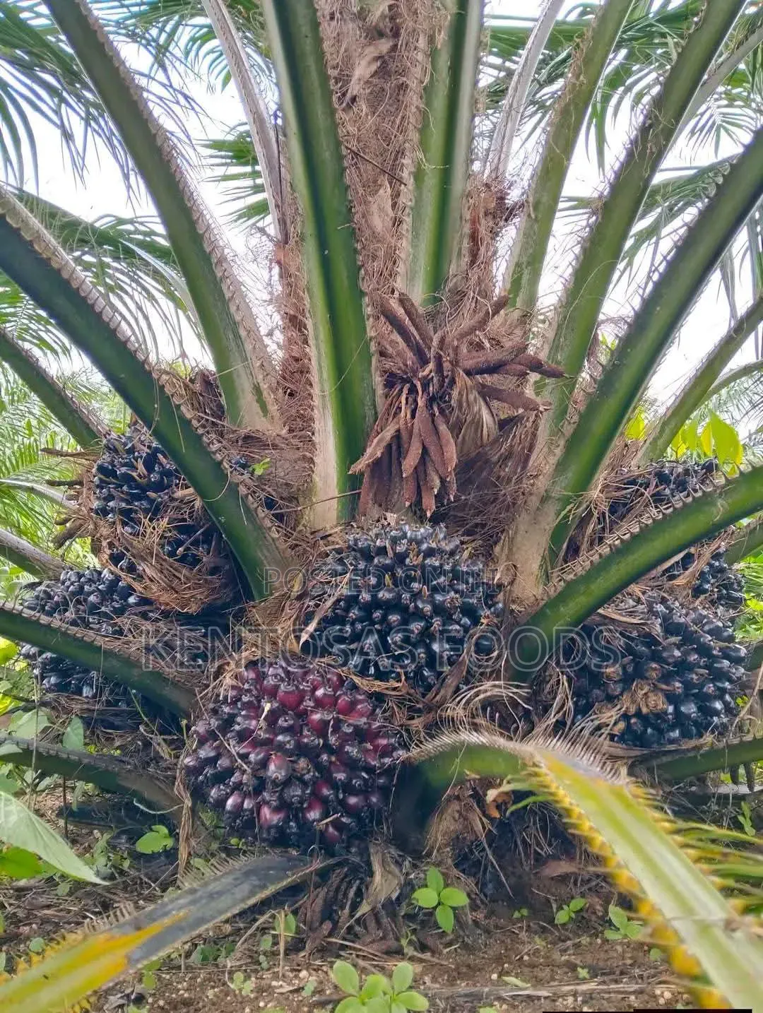 Premium 40-Acre Mature Oil Palm Plantation – Edo State for Sale