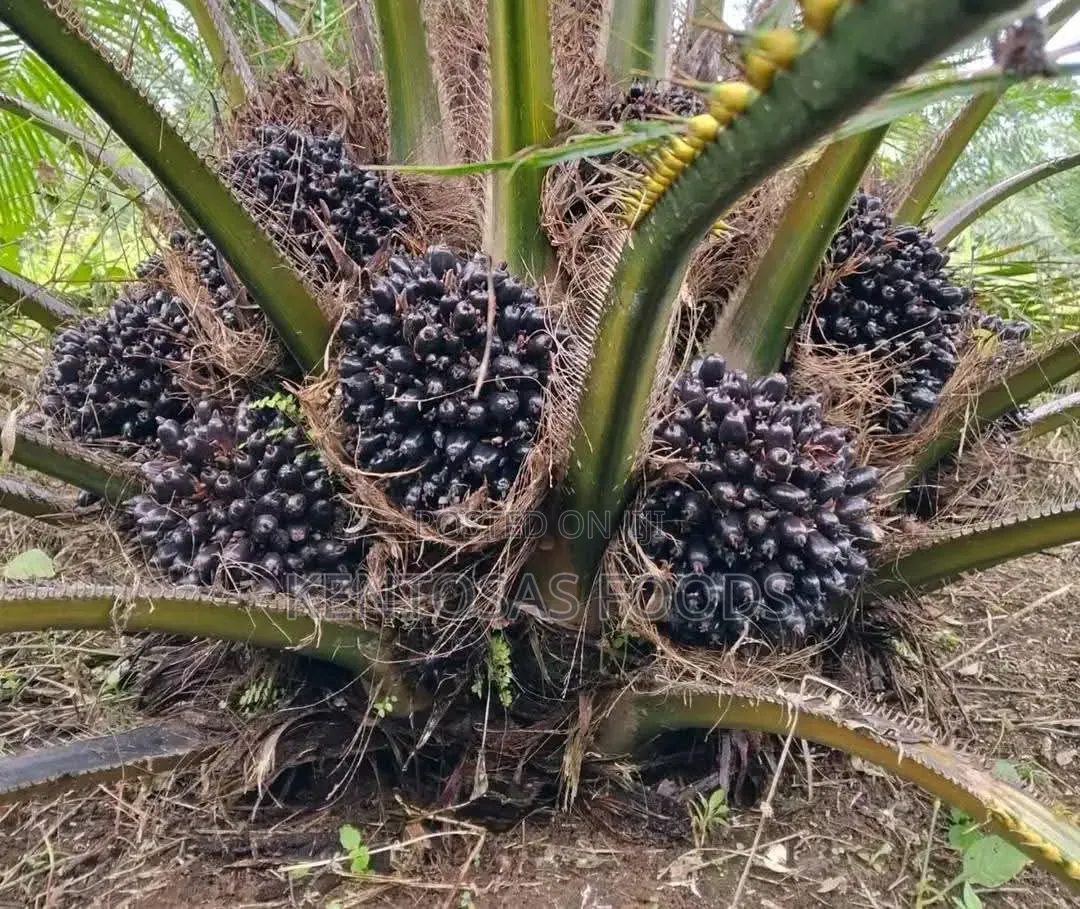 Premium 40-Acre Mature Oil Palm Plantation – Edo State for Sale