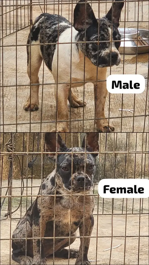 1+ year Female Purebred French Bulldog