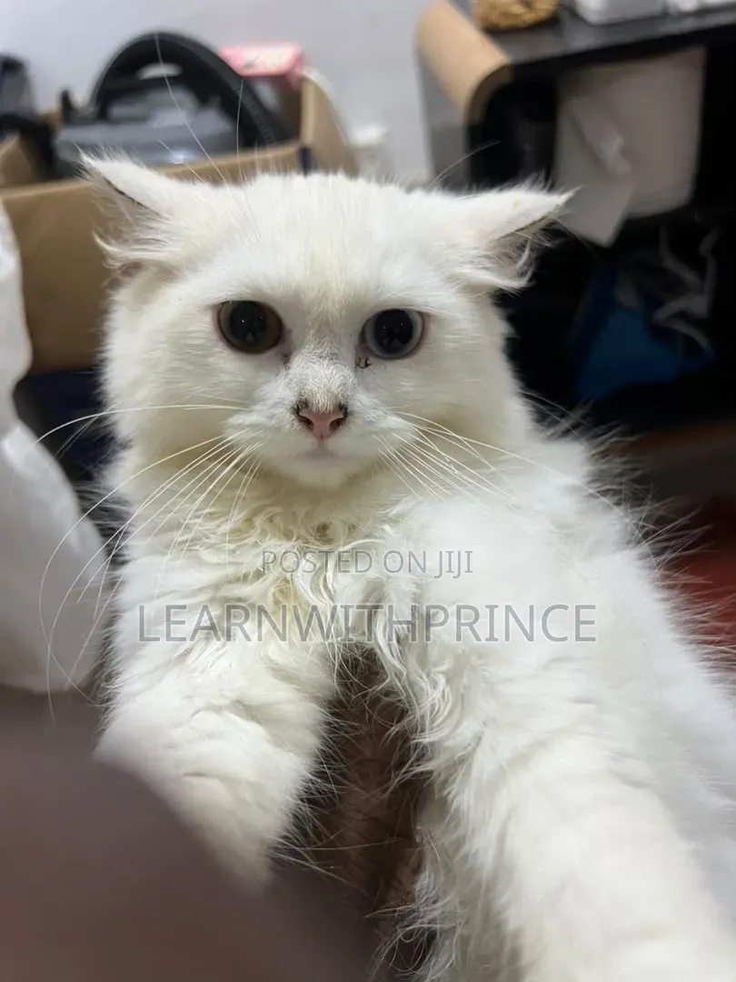 3-6 months Male Purebred Persian