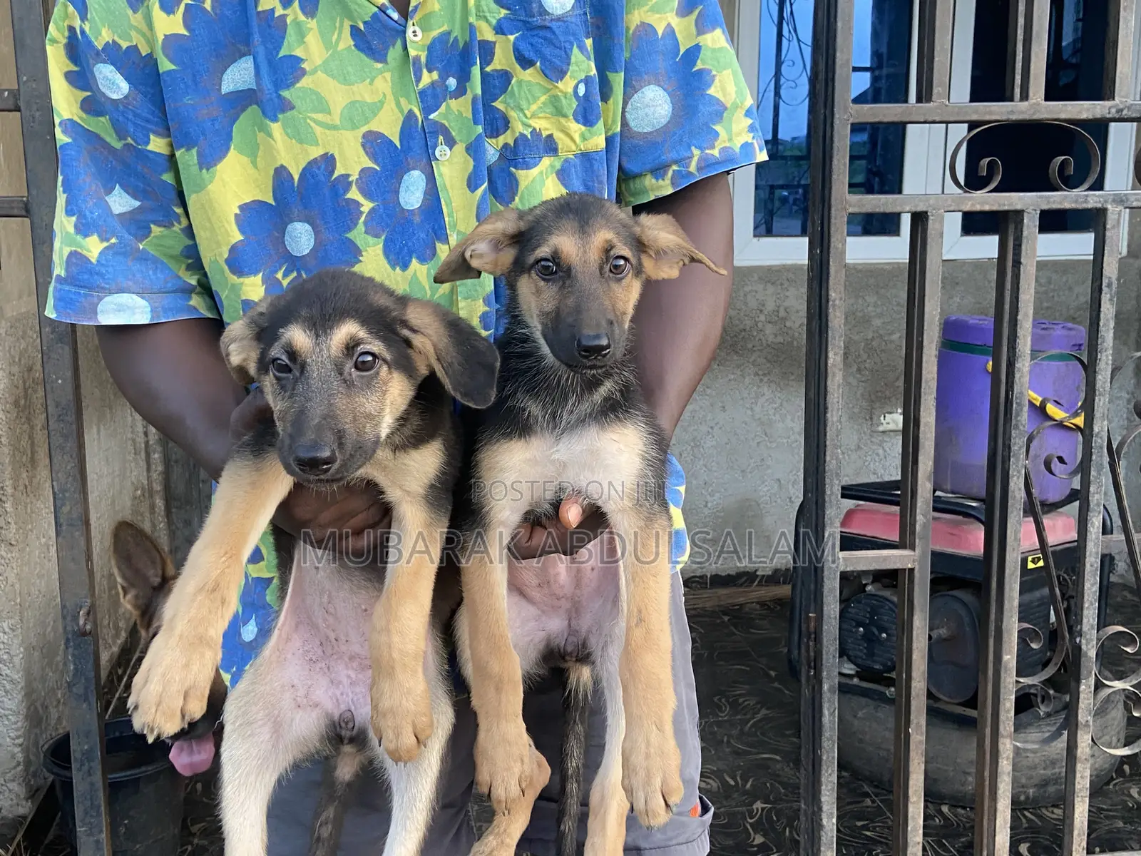 1-3 months Female Purebred German Shepherd
