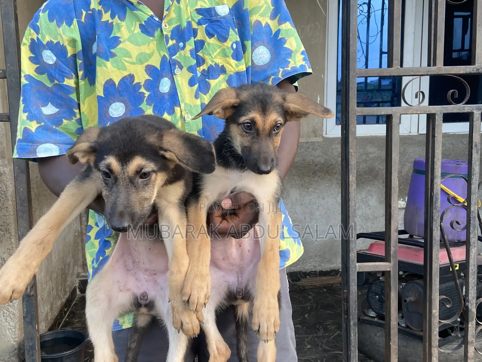 1-3 months Female Purebred German Shepherd